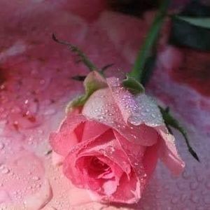 Meet your Posher, Virginia